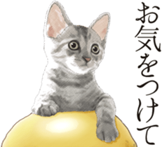 Sticker for people who like a cat sticker #12026863