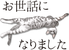 Sticker for people who like a cat sticker #12026865