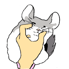 Chinchilla paradise!