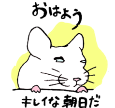 Chinchilla paradise! sticker #12057065