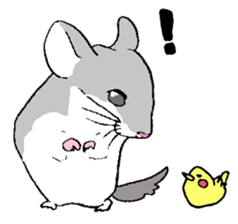 Chinchilla paradise! sticker #12057073