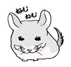 Chinchilla paradise! sticker #12057093