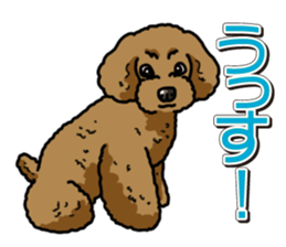 Wanko-Biyori Toy poodle sticker #12062565