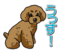 Wanko-Biyori Toy poodle sticker #12062565