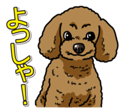 Wanko-Biyori Toy poodle sticker #12062580