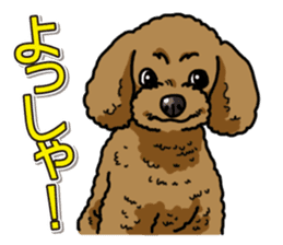 Wanko-Biyori Toy poodle sticker #12062580