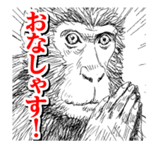 Close-up animals sticker #12066647