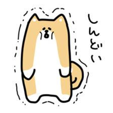 This is Shiba sticker #12083489