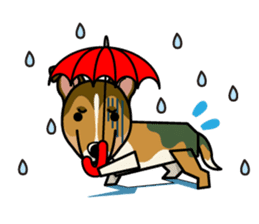 iinu - Smooth Collie sticker #12139426