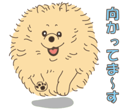 Lovely fluffy Pomeranian sticker #12139664