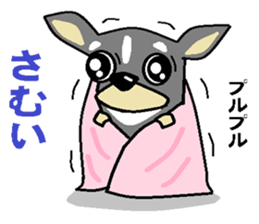 pretty dog chihuahua sticker #12143490