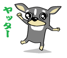 pretty dog chihuahua sticker #12143508