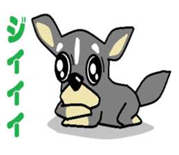 pretty dog chihuahua sticker #12143515