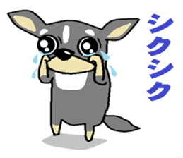 pretty dog chihuahua sticker #12143521