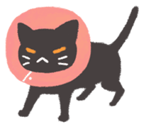 Everyday of Black Cat sticker #12146037