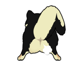 Maru the Shiba Inu sticker #12154387