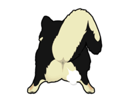 Maru the Shiba Inu sticker #12154387