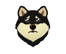 Maru the Shiba Inu sticker #12154392