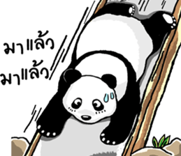 Panda Heyhaa sticker #12171814