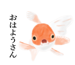 Real Goldfish dally sticker #12171974