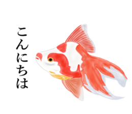 Real Goldfish dally sticker #12171975