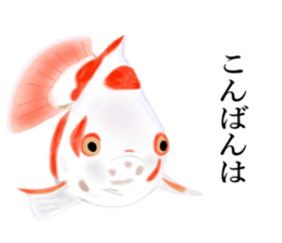 Real Goldfish dally sticker #12171976