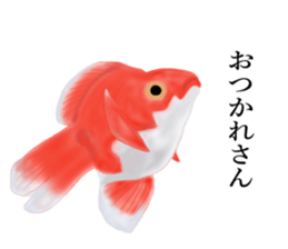 Real Goldfish dally sticker #12171977