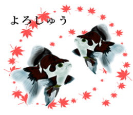Real Goldfish dally sticker #12171981