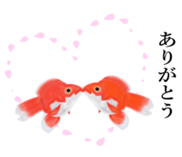 Real Goldfish dally sticker #12171983