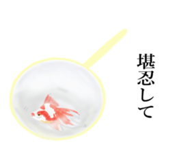 Real Goldfish dally sticker #12171987
