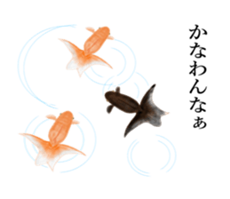 Real Goldfish dally sticker #12171990