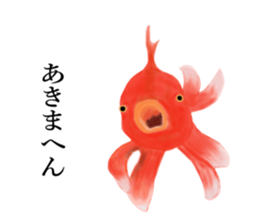Real Goldfish dally sticker #12171991