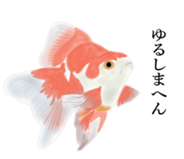 Real Goldfish dally sticker #12171992