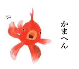 Real Goldfish dally sticker #12171993