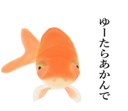 Real Goldfish dally sticker #12171994