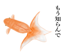 Real Goldfish dally sticker #12171995