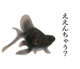 Real Goldfish dally sticker #12171999