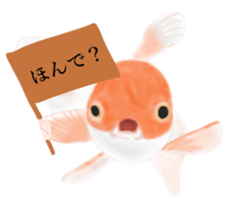 Real Goldfish dally sticker #12172002
