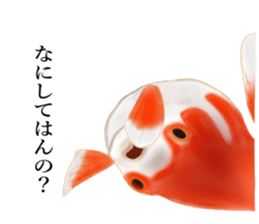 Real Goldfish dally sticker #12172003