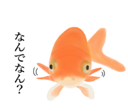 Real Goldfish dally sticker #12172005