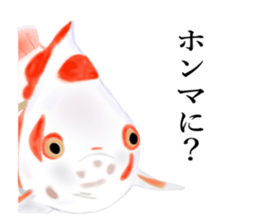 Real Goldfish dally sticker #12172006