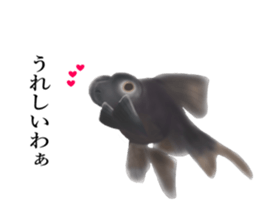 Real Goldfish dally sticker #12172008