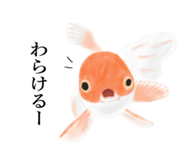 Real Goldfish dally sticker #12172010