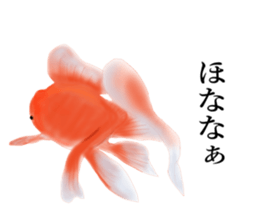 Real Goldfish dally sticker #12172012