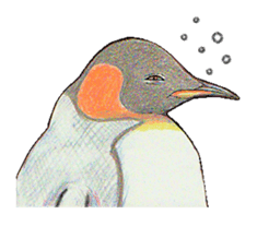King penguins sticker #12190994