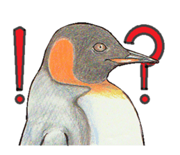 King penguins sticker #12191010