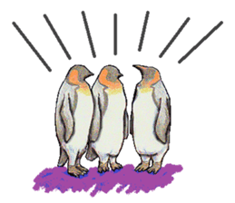 King penguins sticker #12191018