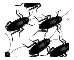 Cockroach moving 2 (English) sticker #12193948