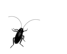 Cockroach moving 2 (English) sticker #12193953