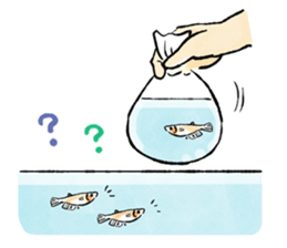 Various Medaka of stickers sticker #12200610